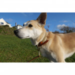 Herring Barney Dog Lead