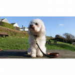 Herring Petra Dog Lead