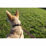 Herring Shep Dog collar